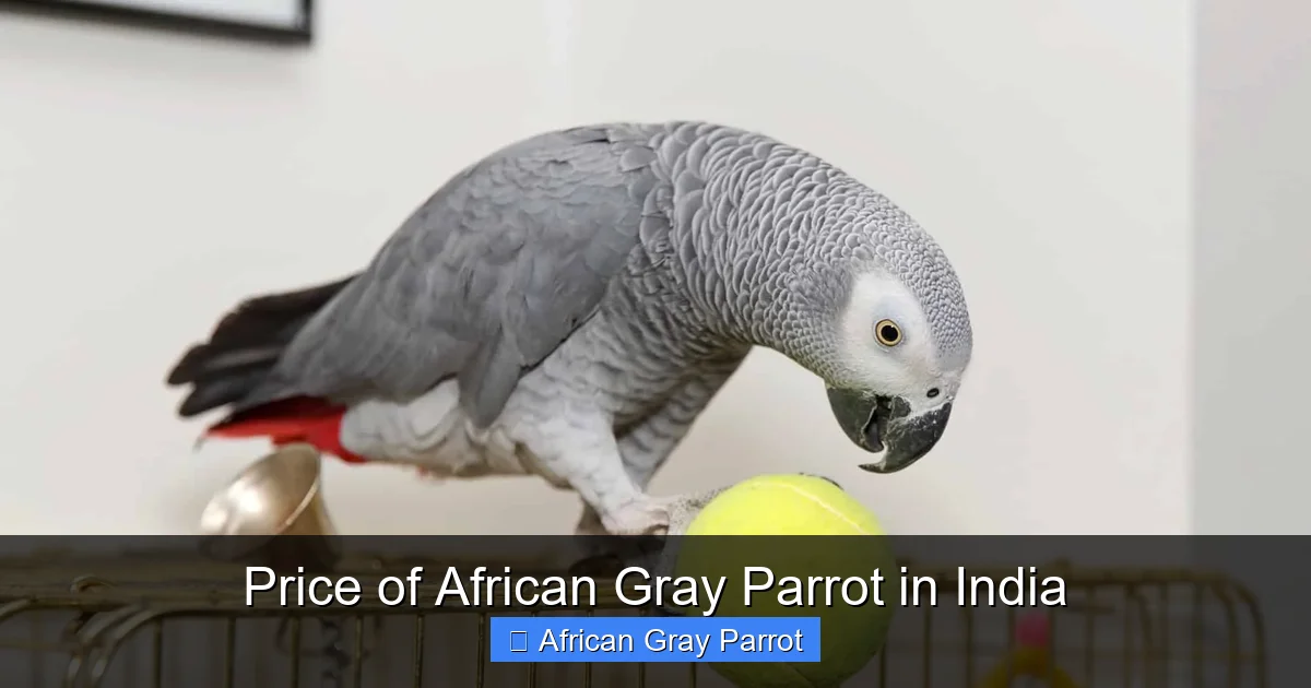 Price of African Gray Parrot in India