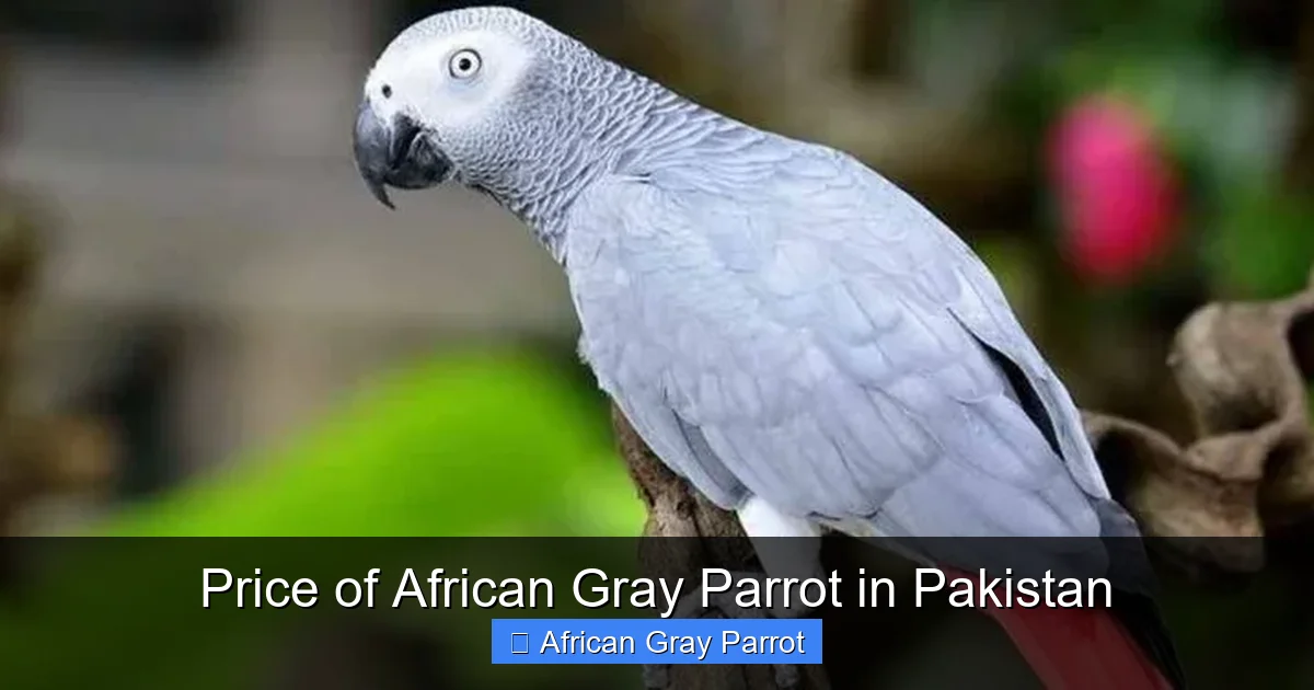 Price of African Gray Parrot in Pakistan