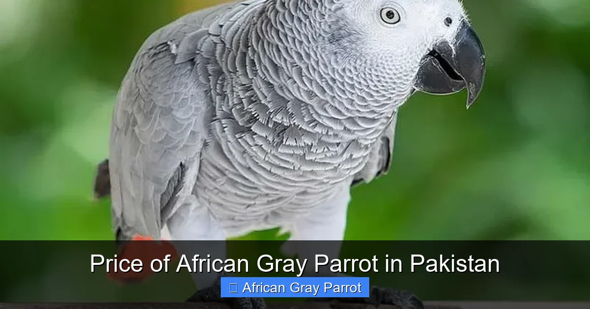 Price of African Gray Parrot in Pakistan