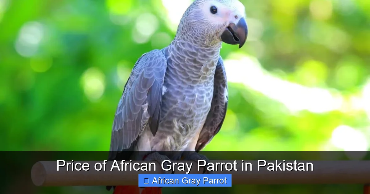 Price of African Gray Parrot in Pakistan