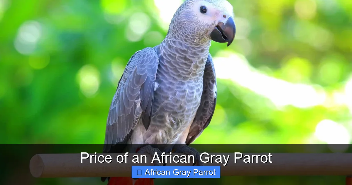 Price of an African Gray Parrot