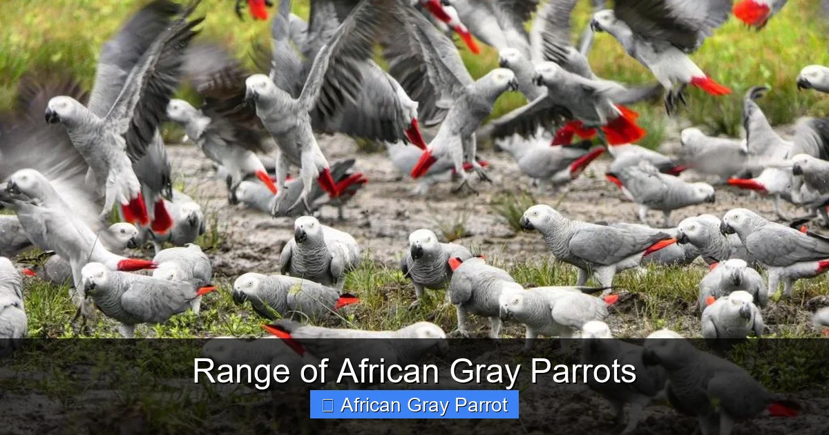 Range of African Gray Parrots
