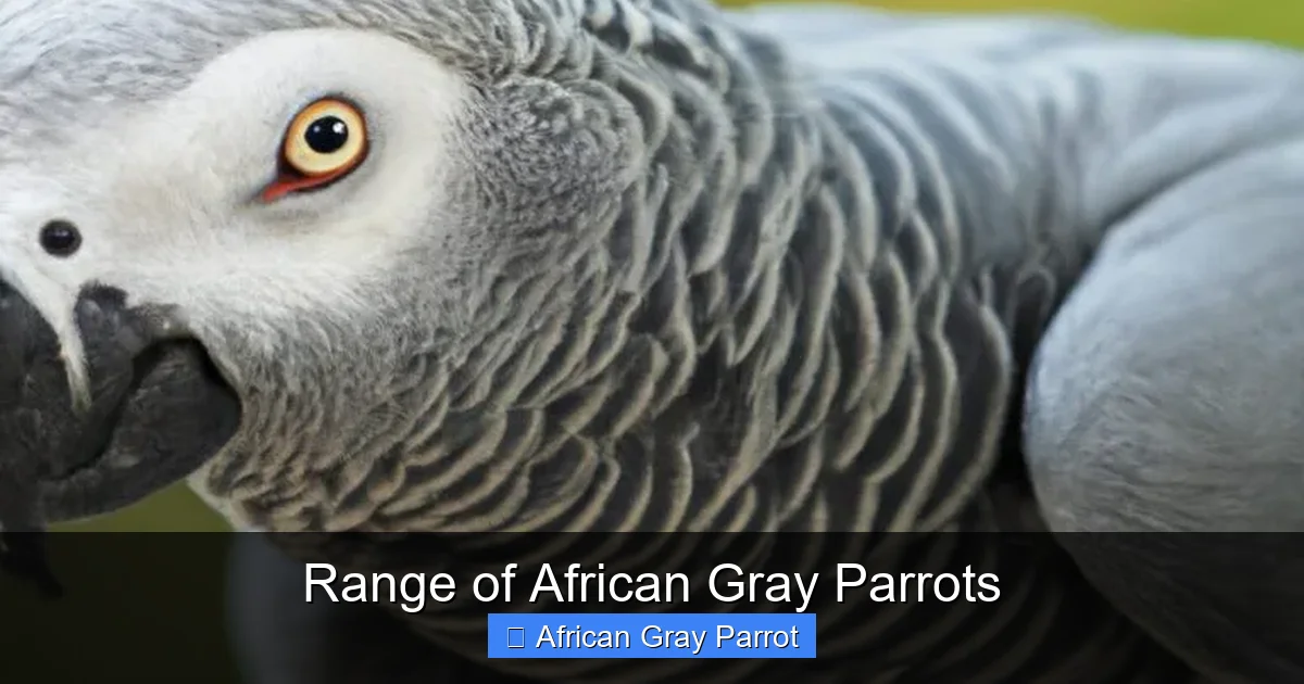 Range of African Gray Parrots