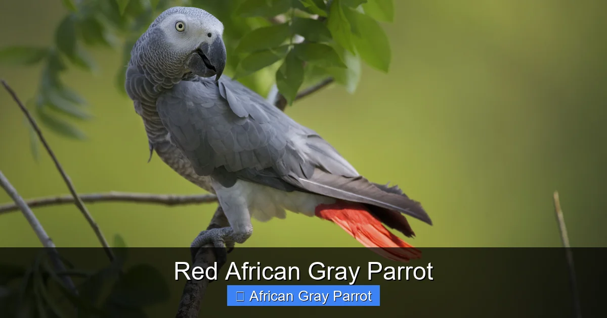 Red African Gray Parrot