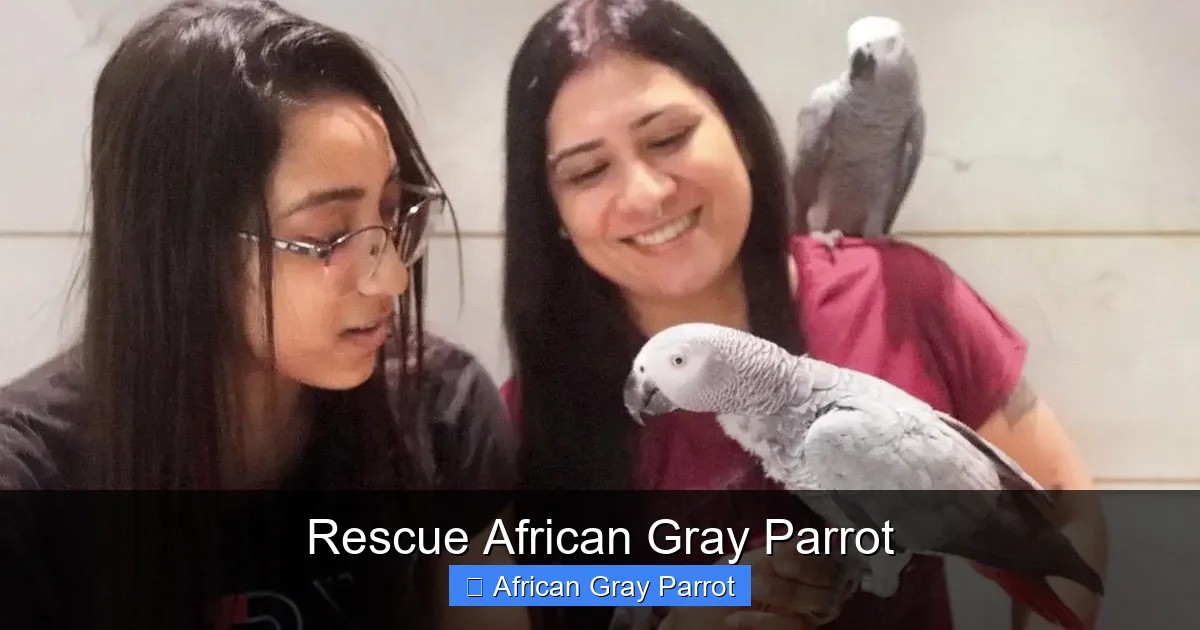 Rescue African Gray Parrot