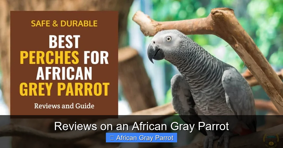 Reviews on an African Gray Parrot