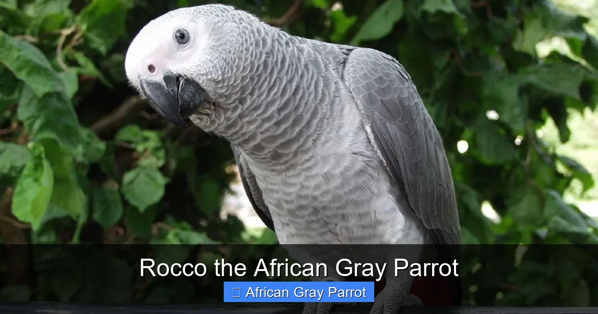 Rocco the African Gray Parrot