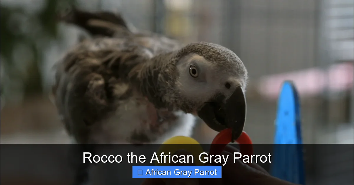 Rocco the African Gray Parrot