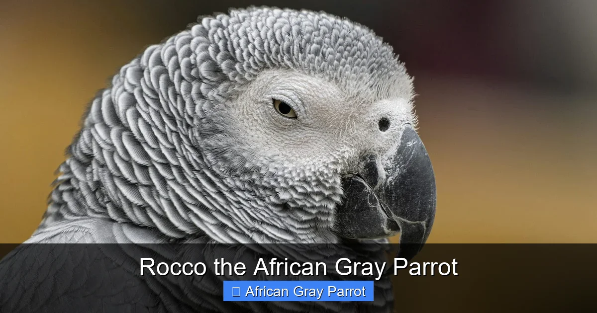 Rocco the African Gray Parrot