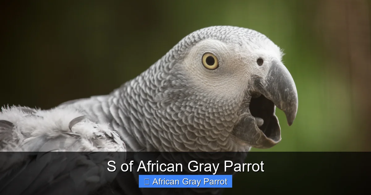 S of African Gray Parrot