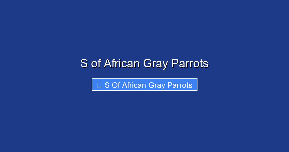 S of African Gray Parrots