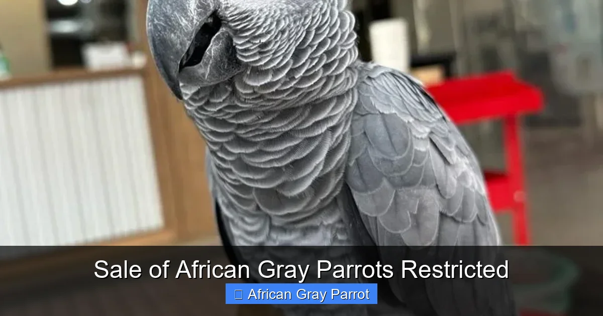 Sale of African Gray Parrots Restricted
