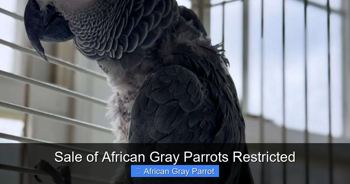 Sale of African Gray Parrots Restricted