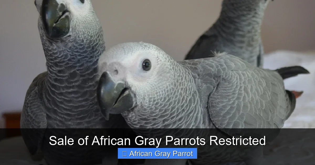 Sale of African Gray Parrots Restricted