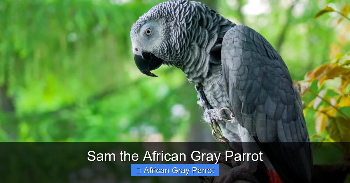 Sam the African Gray Parrot