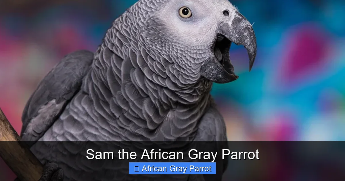 Sam the African Gray Parrot