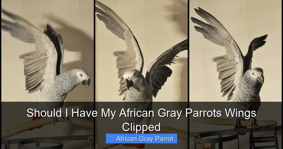 Should I Have My African Gray Parrots Wings Clipped