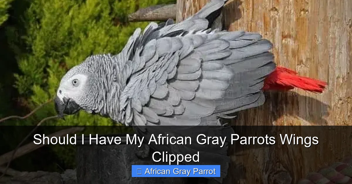 Should I Have My African Gray Parrots Wings Clipped