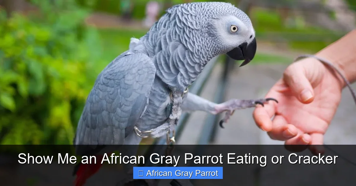 Show Me an African Gray Parrot Eating or Cracker