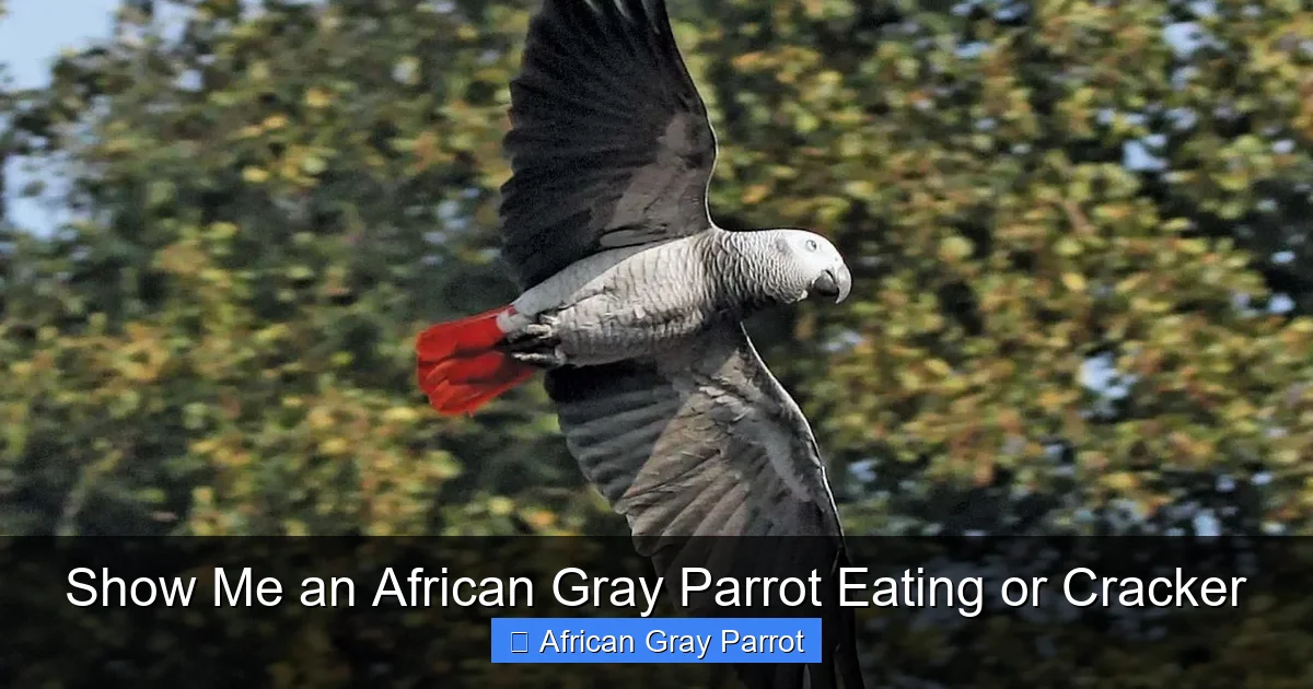 Show Me an African Gray Parrot Eating or Cracker