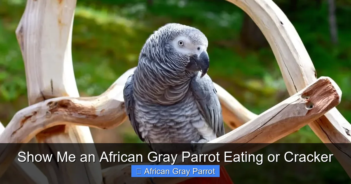 Show Me an African Gray Parrot Eating or Cracker