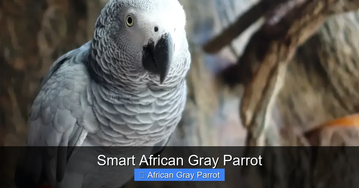 Smart African Gray Parrot