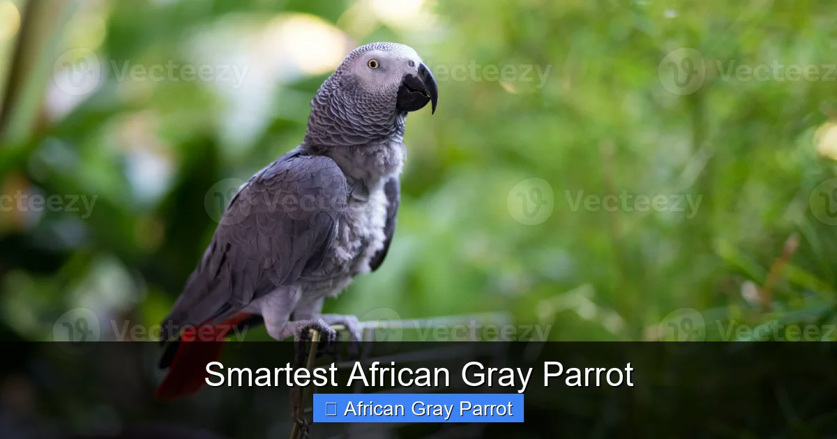 Smartest African Gray Parrot