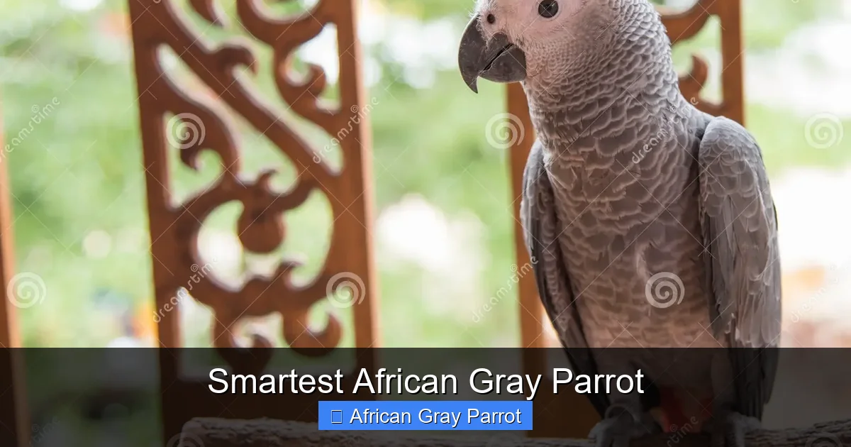 Smartest African Gray Parrot