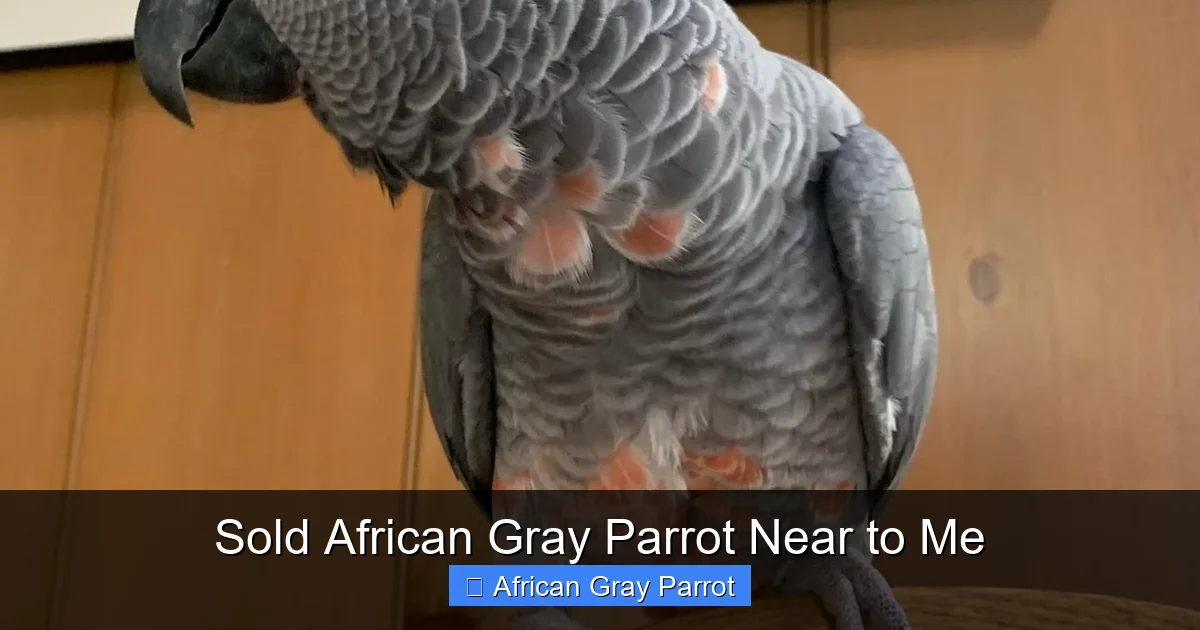 Sold African Gray Parrot Near to Me