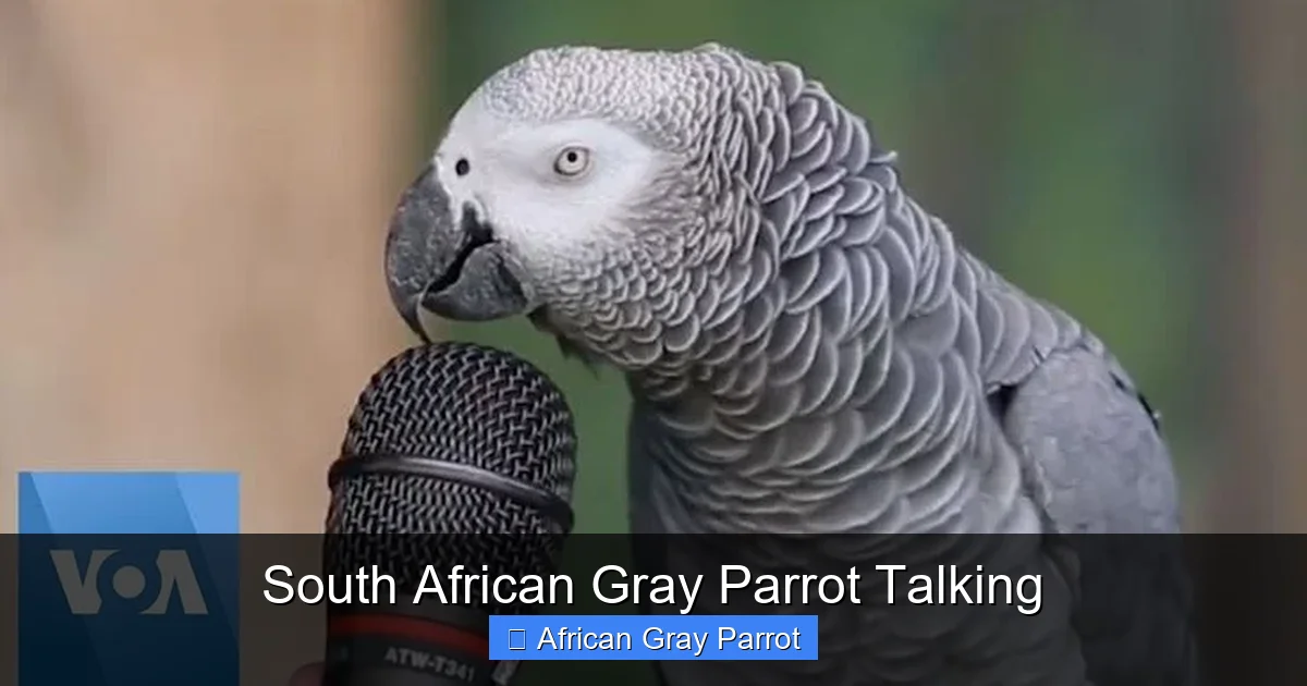 South African Gray Parrot Talking