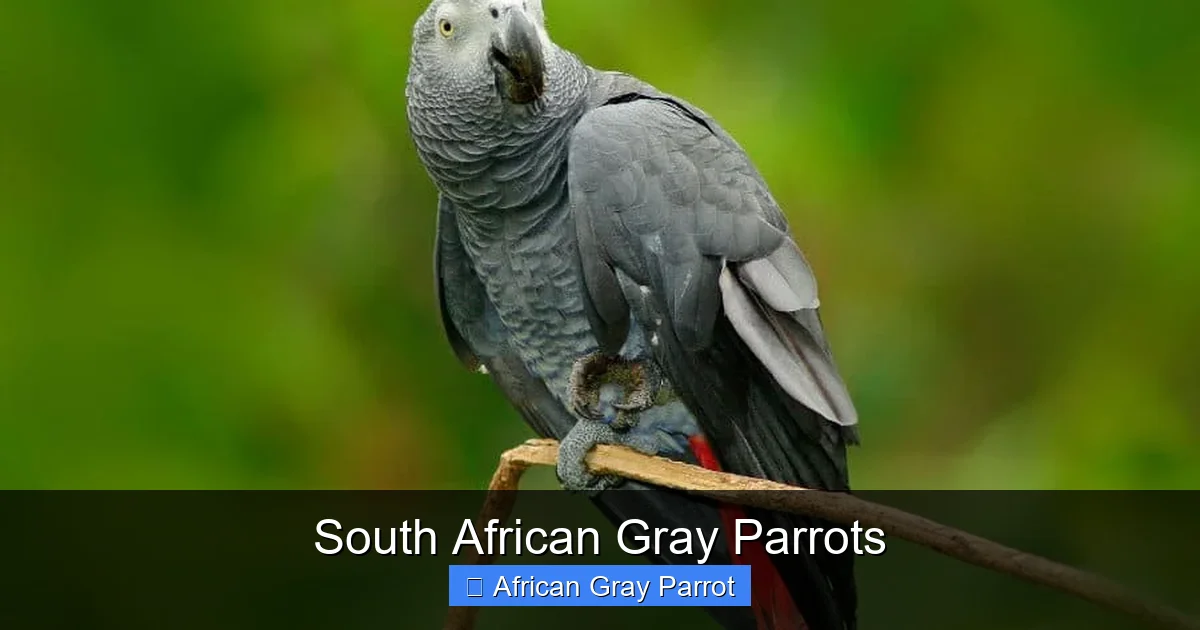 South African Gray Parrots