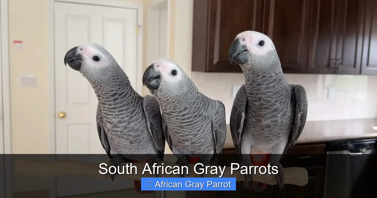 South African Gray Parrots