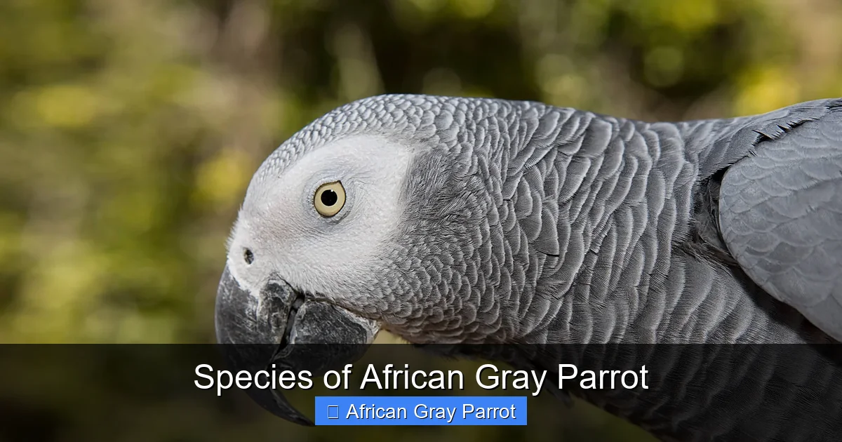 Species of African Gray Parrot