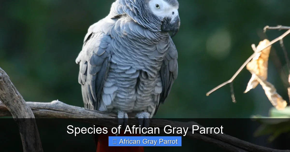 Species of African Gray Parrot