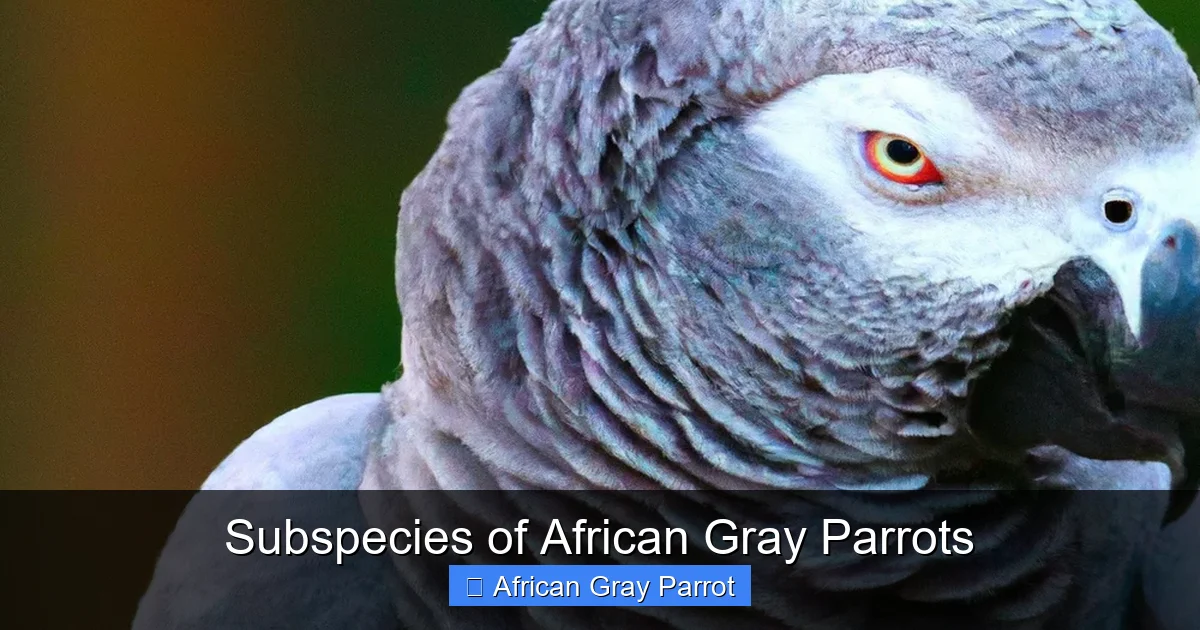 Subspecies of African Gray Parrots