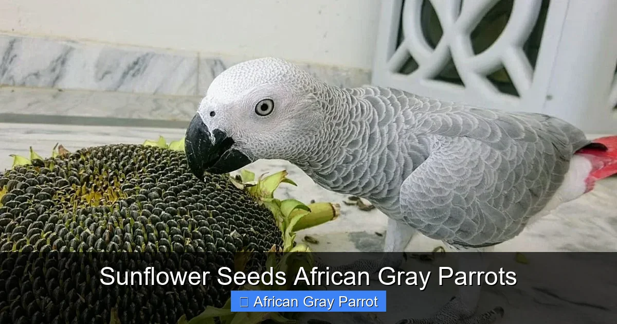 Sunflower Seeds African Gray Parrots