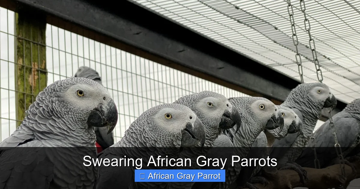 Swearing African Gray Parrots