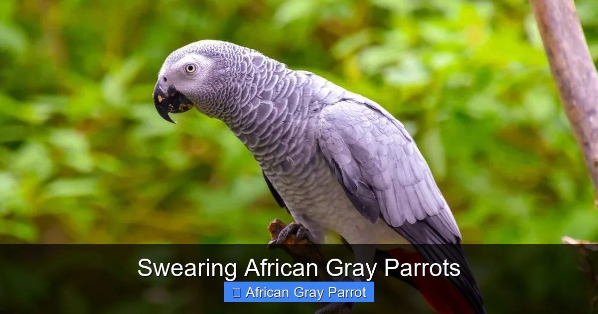 Swearing African Gray Parrots