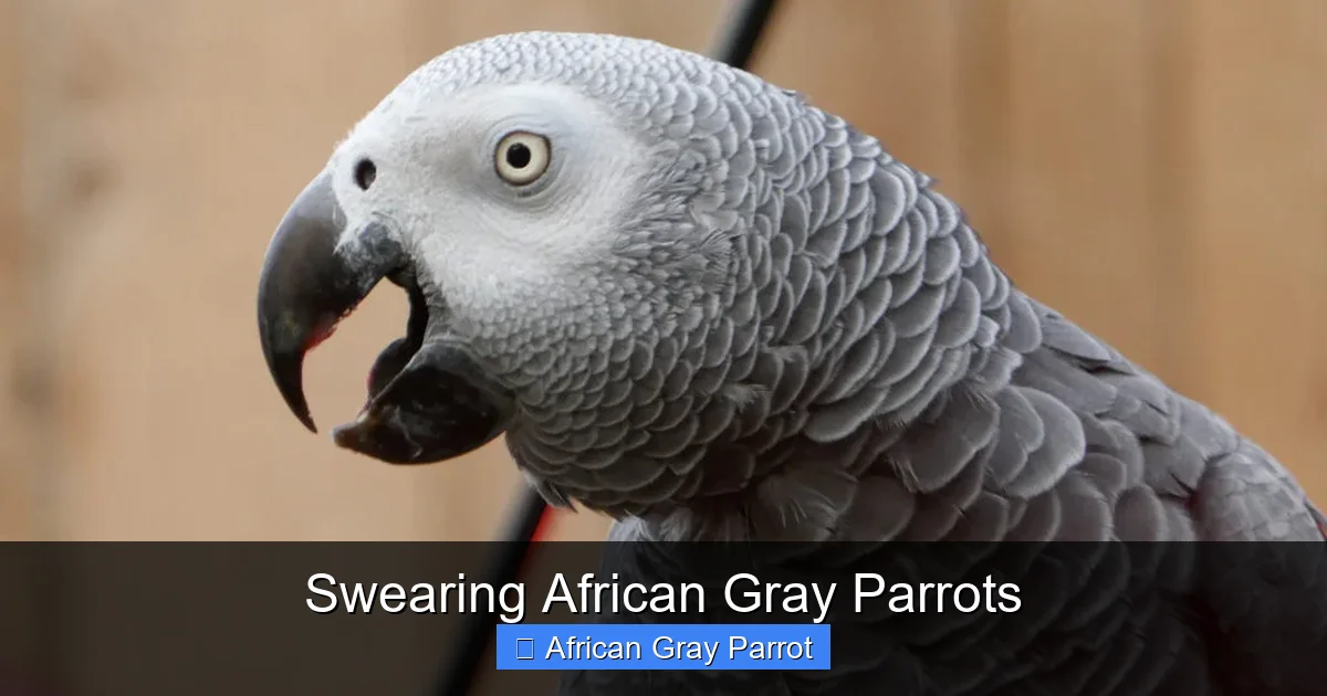 Swearing African Gray Parrots
