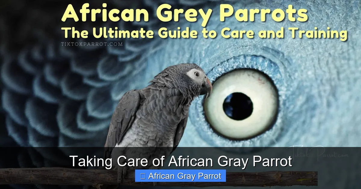 Taking Care of African Gray Parrot