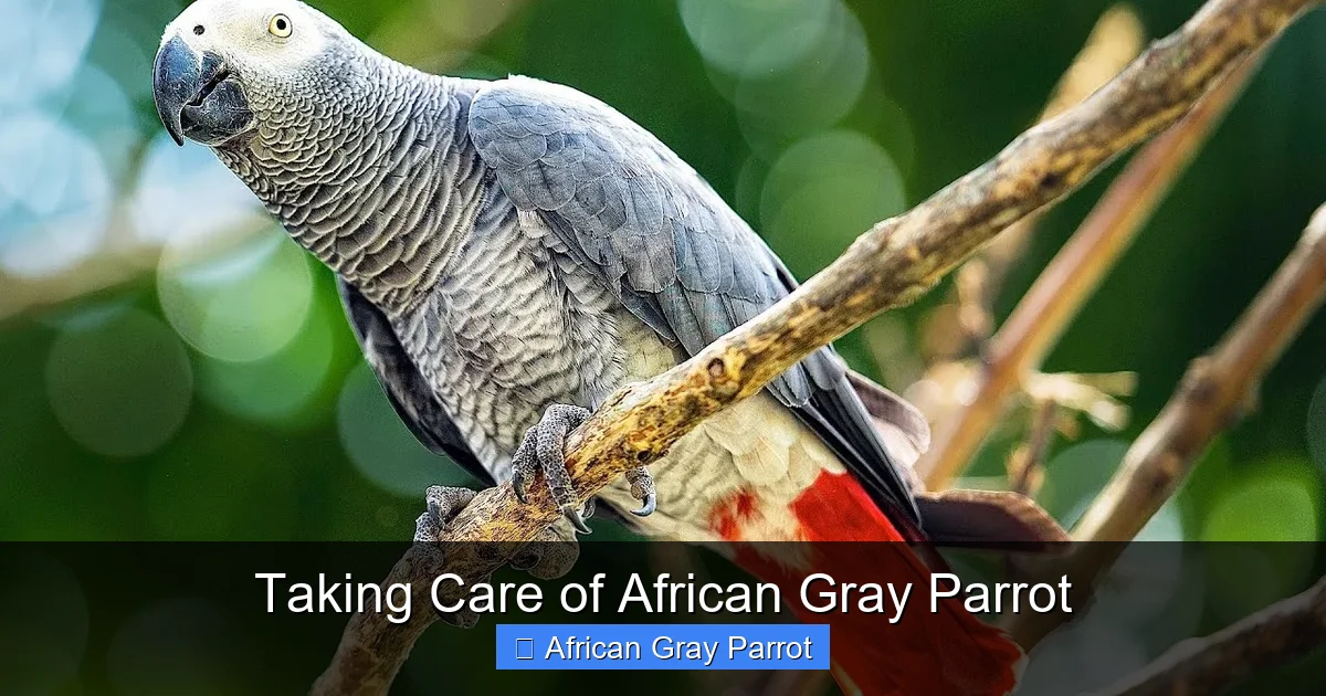 Taking Care of African Gray Parrot