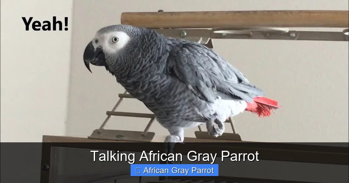 Talking African Gray Parrot