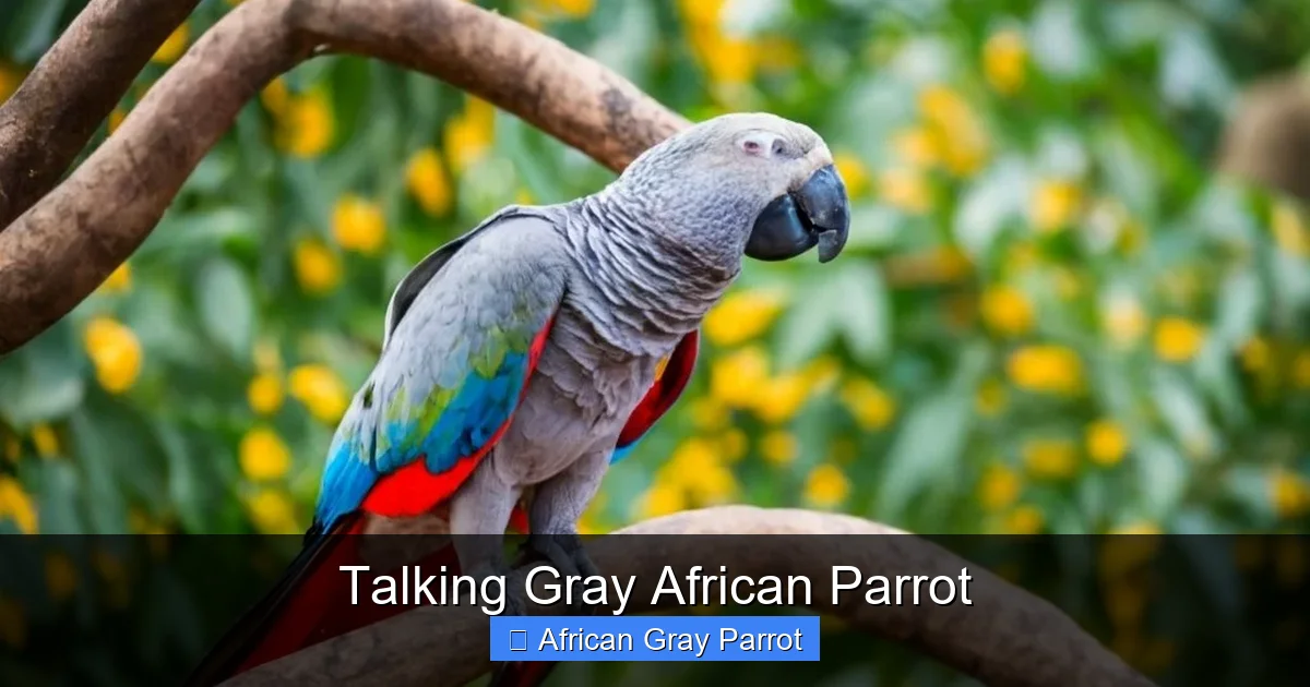 Talking Gray African Parrot