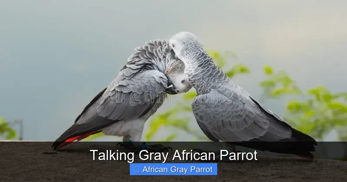 Talking Gray African Parrot