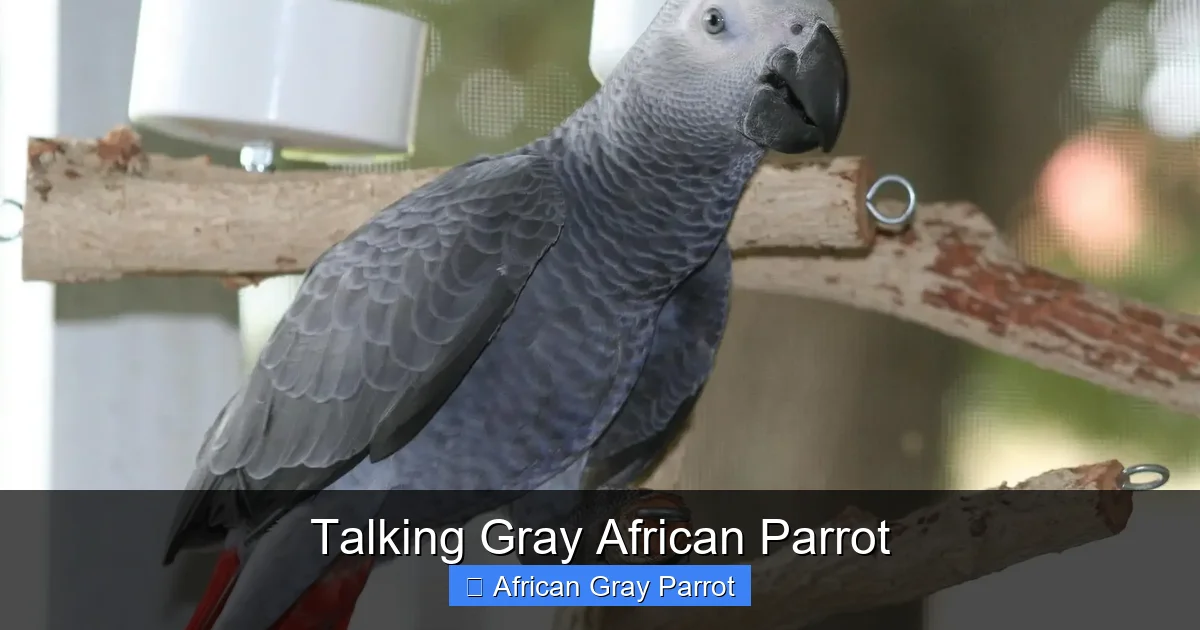 Talking Gray African Parrot