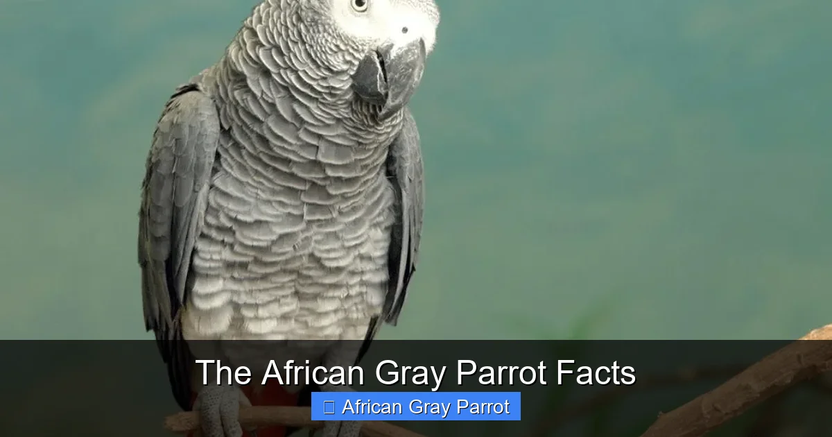 The African Gray Parrot Facts