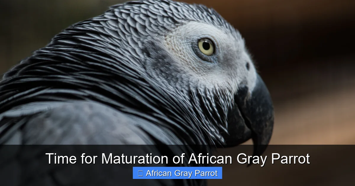 Time for Maturation of African Gray Parrot