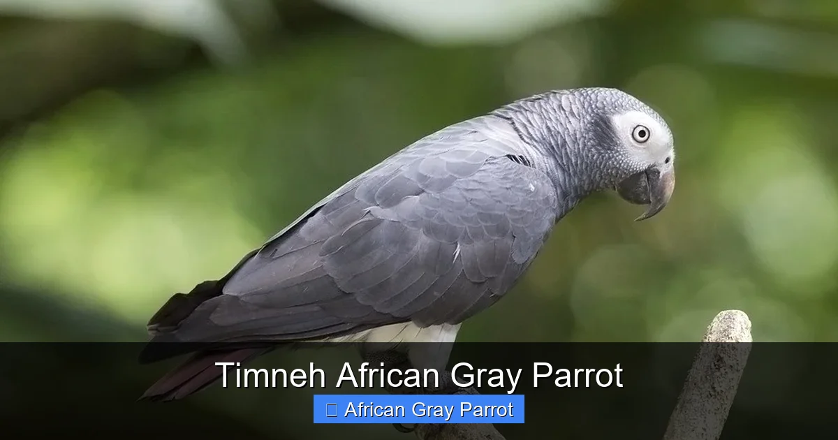 Timneh African Gray Parrot