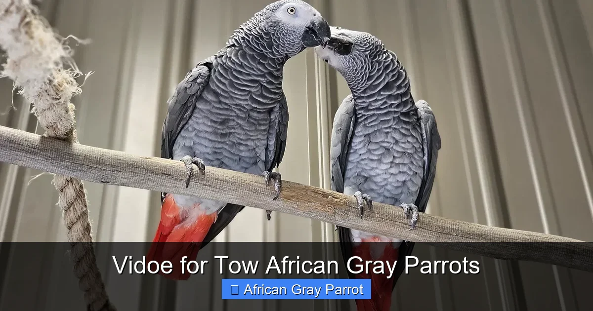 Vidoe for Tow African Gray Parrots