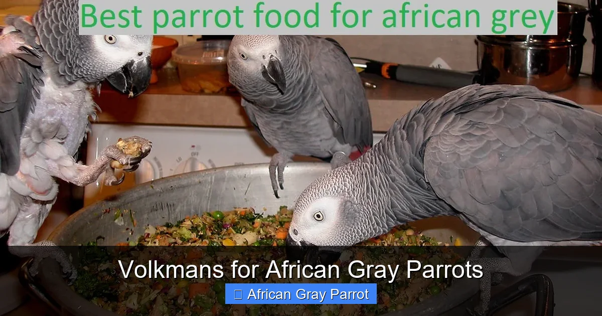 Volkmans for African Gray Parrots